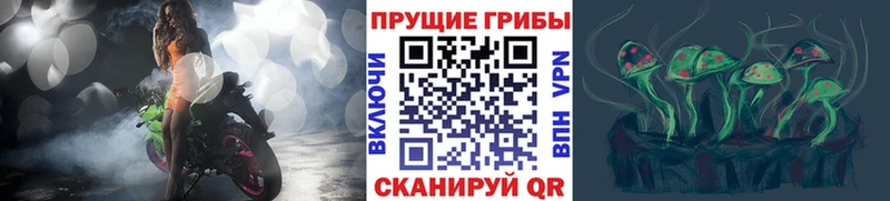 Галлюциногенные грибы Psilocybine cubensis  Ейск 